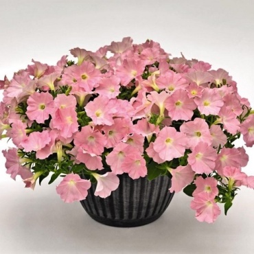 Fara петуния Capri Light Pink