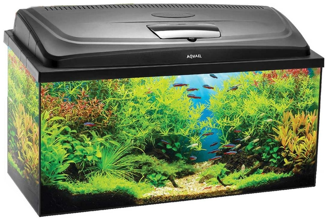 Аквариум 60 Литров Купить В Екатеринбурге
