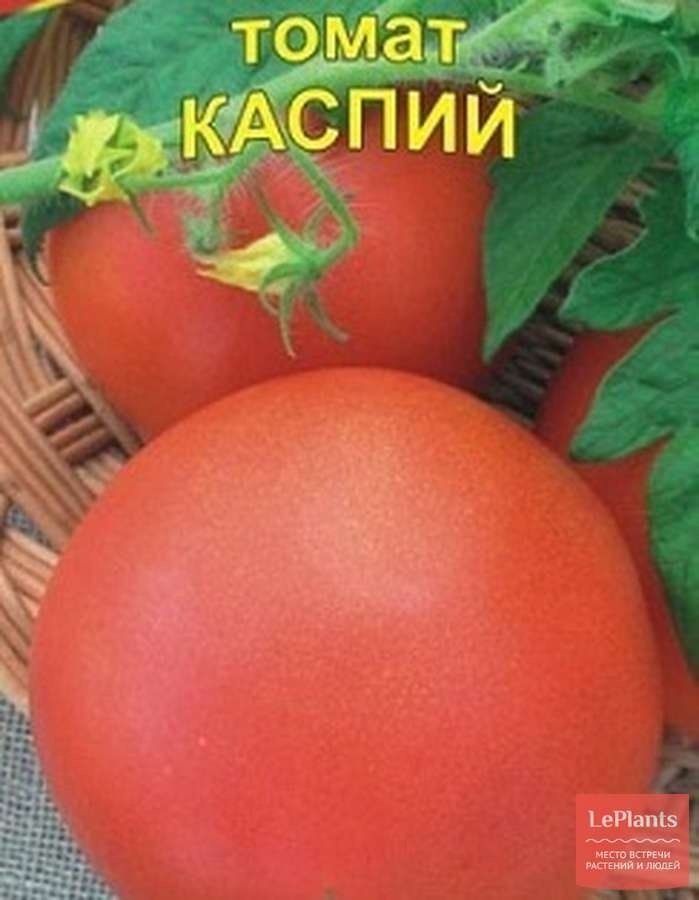 Помидоры каспер