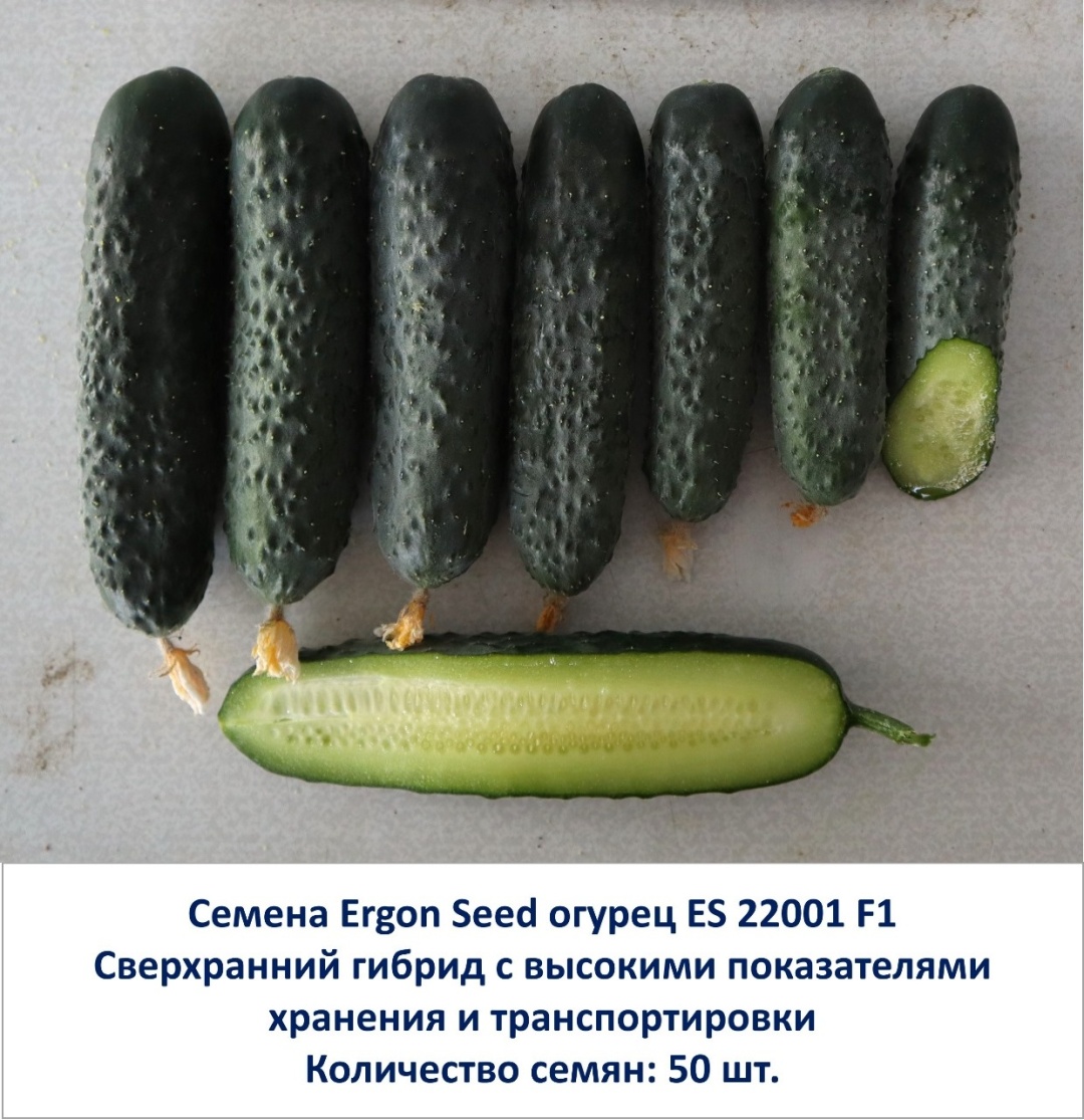 Купить Ergon Seed огурец Корнишон Oliver F1 (ES 22001) в Алматы ...