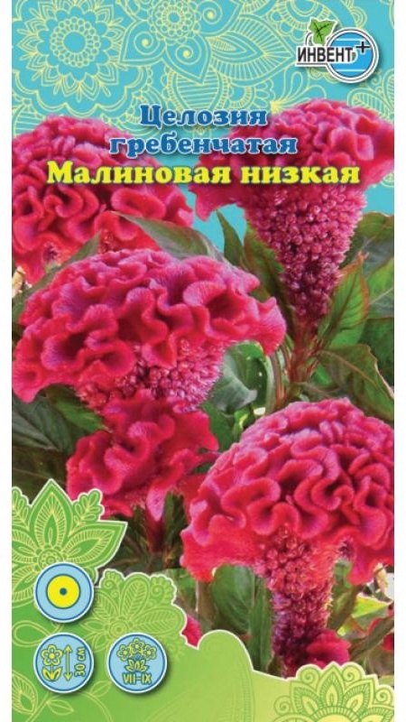 ИНВЕНТ+ целозия Гребенчатая Малиновая низкая