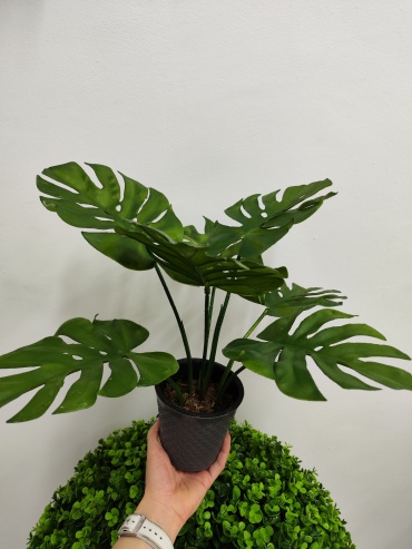 Green de Lux монстера 40 см, Gdl-monst