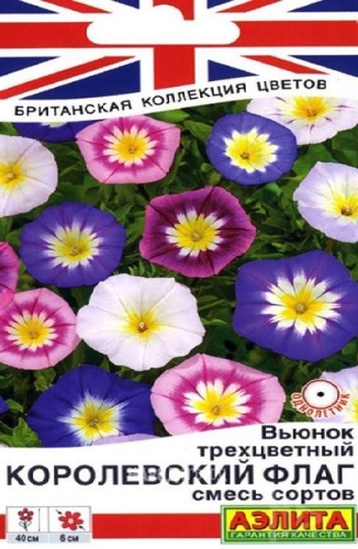 Аэлита вьюнок Королевский флаг