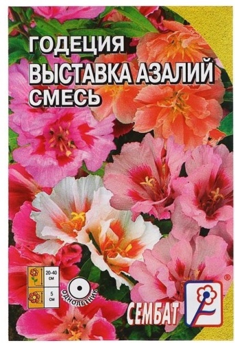 Сембат годеция Выставка азалий