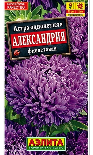 Аэлита астра Александрия фиолетовая