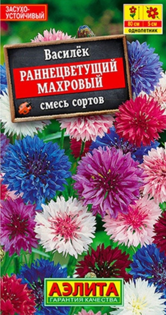 Аэлита василек Раннецветущий махровый