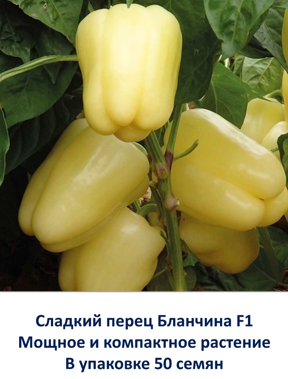 Купить Enza Zaden перец сладкий Blancina F1 в Алматы – Магазин на Kaspi.kz