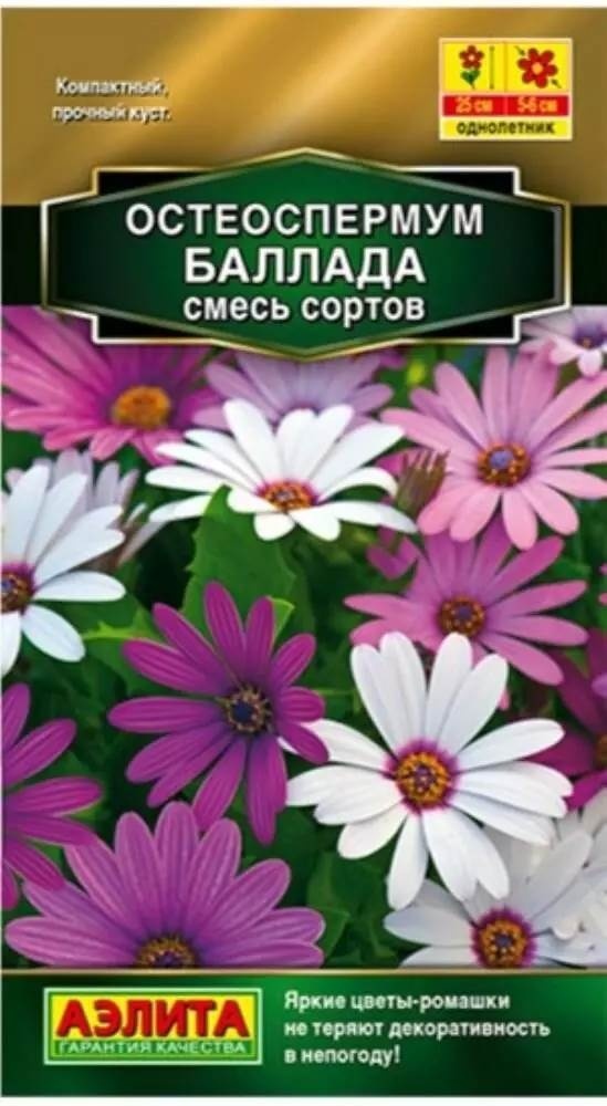 Аэлита остеоспермум Остеоспермум Баллада