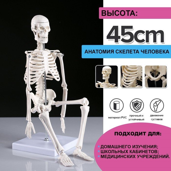 Модель скелета пластик
