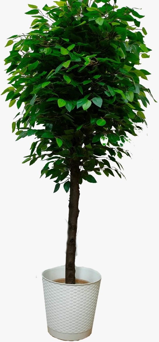 Beauty flora фикус Бенджамина 150 см , ABR-044