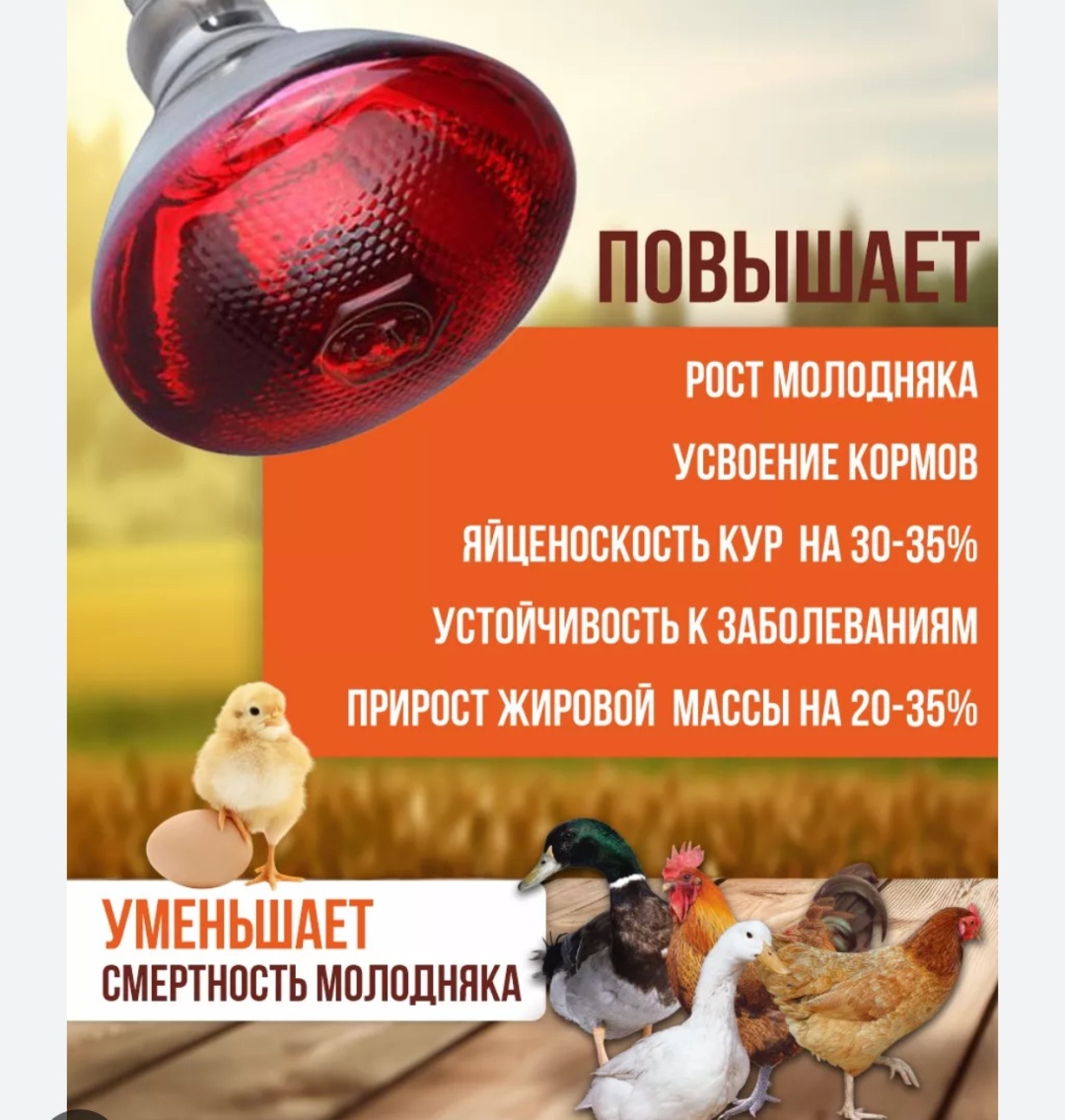 FAN 250W E27, инфракрасная, красный