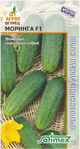 Огурец Моринга