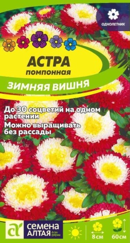 Семена Алтая астра Зимняя Вишня