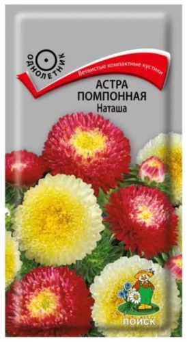 Поиск астра помпонная наташа