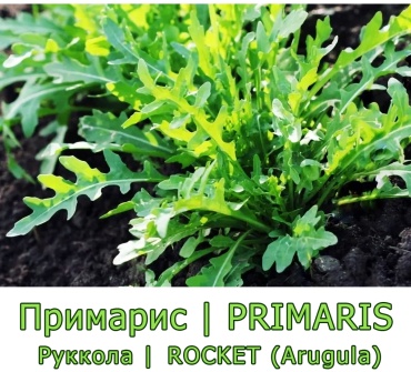 Голландские семена руккола Примарис