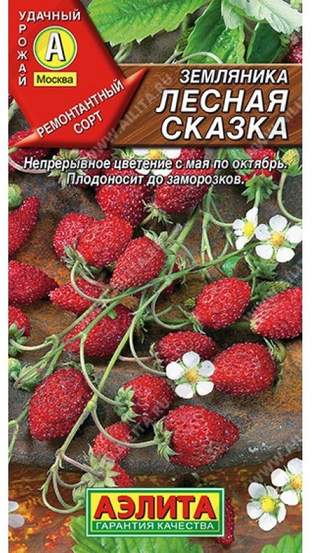 Аэлита земляника Лесная сказка