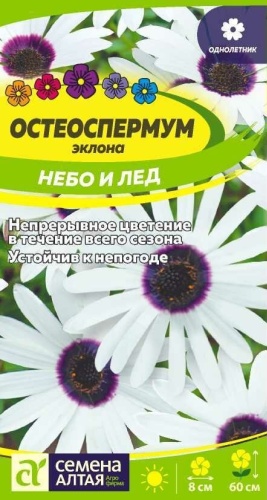 Семена Алтая остеоспермум Небо и Лед
