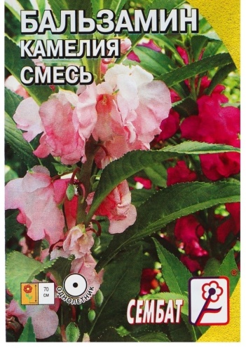 Сембат бальзамин Камелия