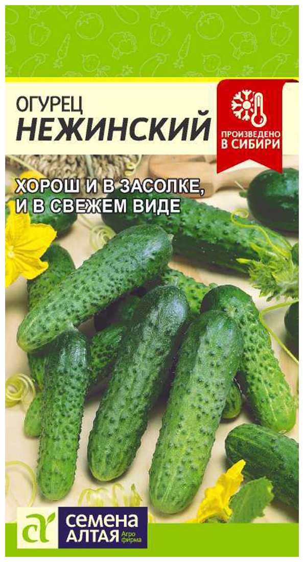 Сорт огурцов гектор. Огурцы семена лучшие. Огурец нежинский описание и фото. Сорт огурцов нежинский. Огурец сорт нежинский.