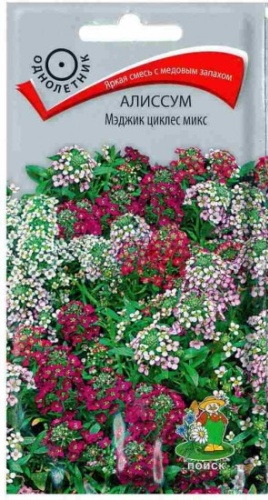 Поиск алиссум Мэджик циклес микс