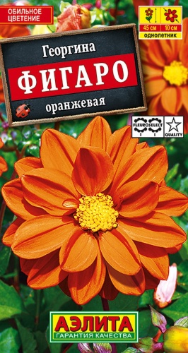 Аэлита Георгина Фигаро оранжевая