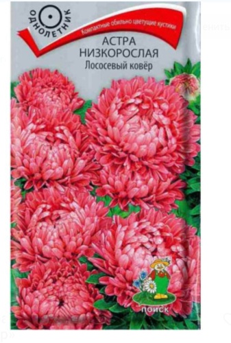 Поиск астра Лососевый ковер