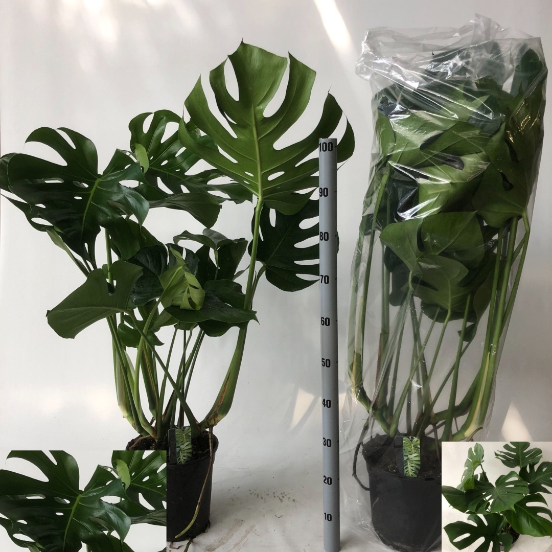 Растение напольное, настольное: монстера Lidarose 687683 многолетнее 100 см