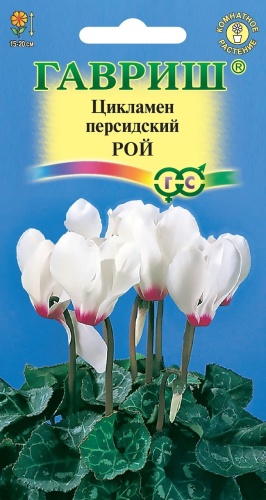 Гавриш цикламен Рой