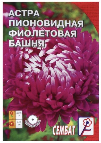 Сембат астра Фиолетовая башня