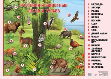 Плакат Животные и растения лесов и тугаев, A2, бумага