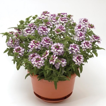 Syngenta вербена Obsession Cascad F1 Twister Violet