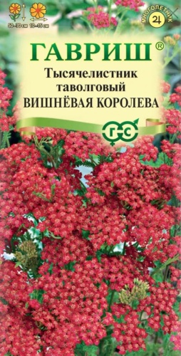 Гавриш тысячелистник Вишневая королева