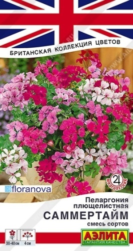 Аэлита пеларгония Саммертайм