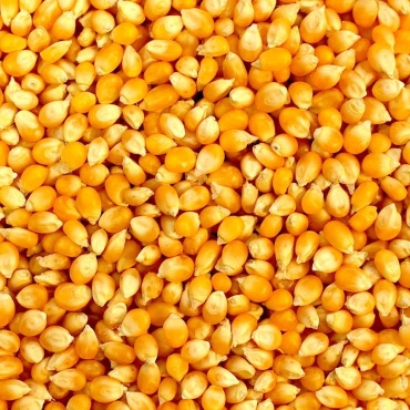 Agro Кукуруза кормовая для всех видов 1000 г