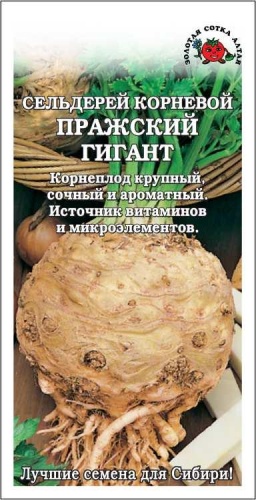 Золотая сотка Алтая сельдерей Сельдерей корневой Пражский гигант