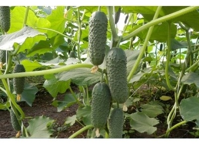 Купить Семена Enza Zaden Огурец Бьорн F1 1000 семян в Алматы – Магазин ...