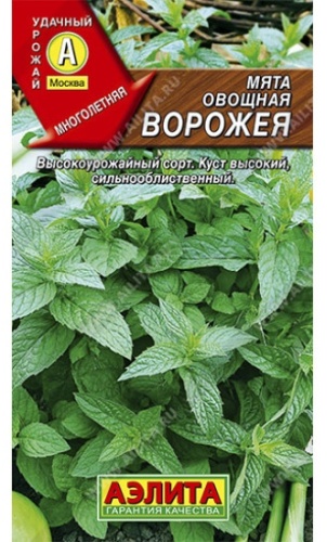 Аэлита мята Ворожея