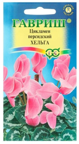 Цикламен Хельга