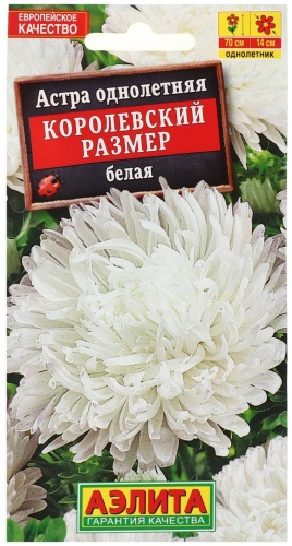 Аэлита астра Королевский размер