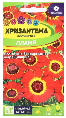 Семена Алтая хризантема Пламя