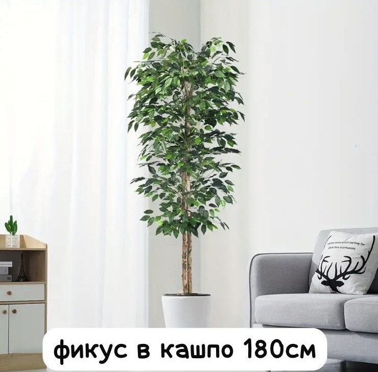 Фикус Бенджамина 180 см, 180-Т-Ф