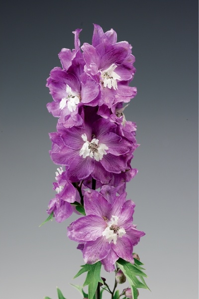 Дельфиниум Excalibur Lilac Rose White Bee Syngenta 1000 семян
