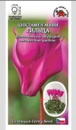 Золотая сотка Алтая цикламен Гильда мини