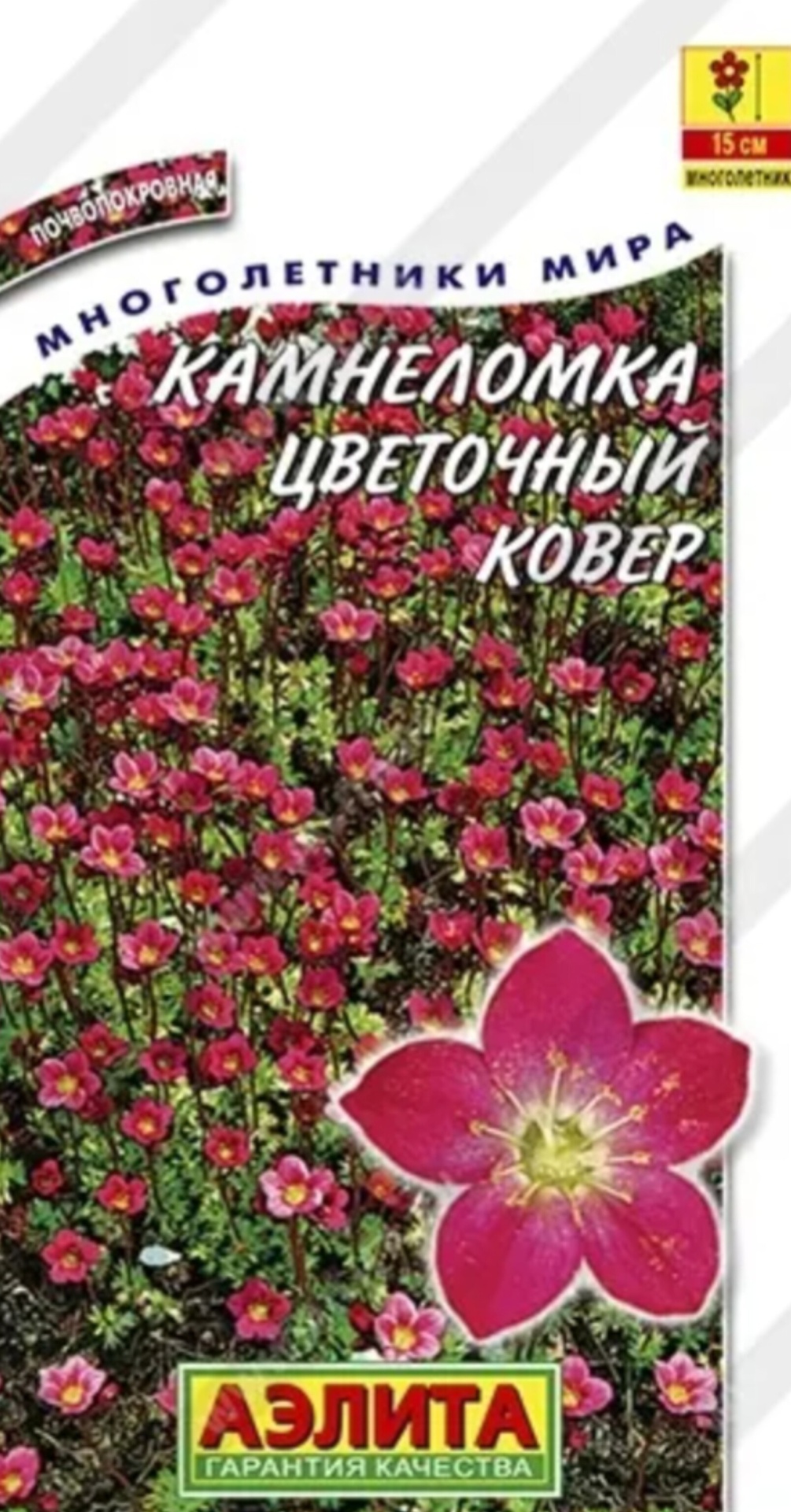 Аэлита камнеломка Цветочный ковер