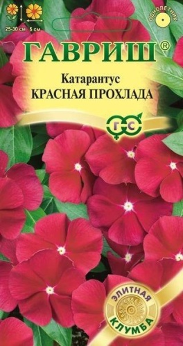Гавриш катарантус Красная Прохлада
