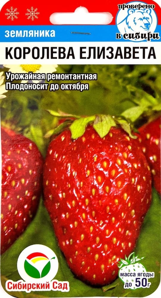 Сибирский сад земляника Королева Елизавета