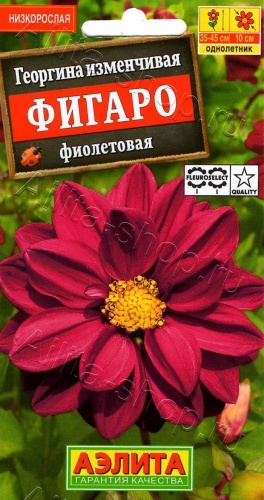 Аэлита Георгина Фигаро фиолетовый