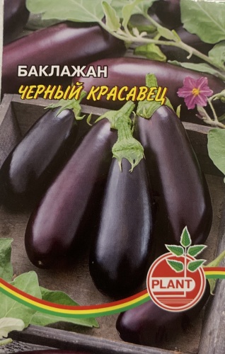 Plant баклажан Черный красавец