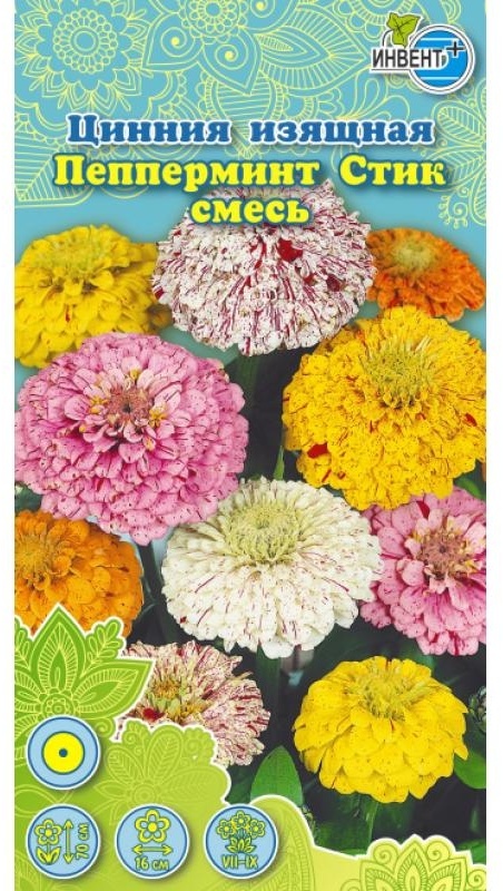 ИНВЕНТ+ цинния Пепперминт Стик