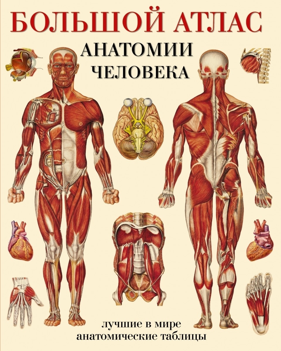 Книга Махиянова Е.Б: Большой атлас анатомии человека